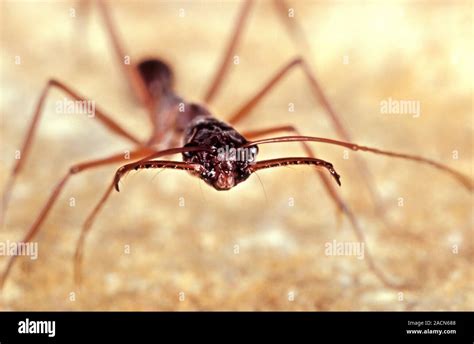 Trap-jaw ant. Close-up of a trap-jaw ant (Odontomachus bauri), showing ...