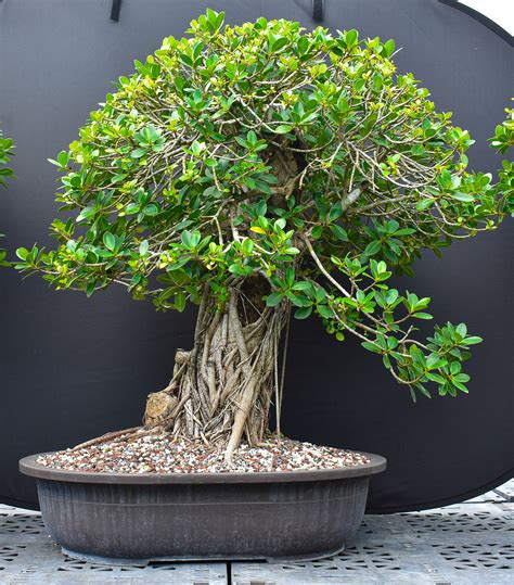 Ficus Green Island - One of a Kind Bonsai - Wigert's Bonsai