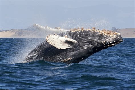 Why do whales strand? | British Council