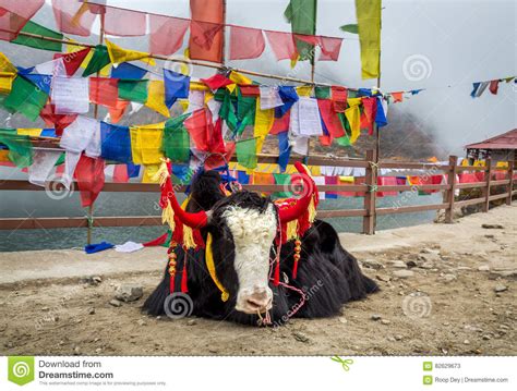 Decorated Yak Animals Near Changu Lake Sikkim. Stock Image - Image of ...