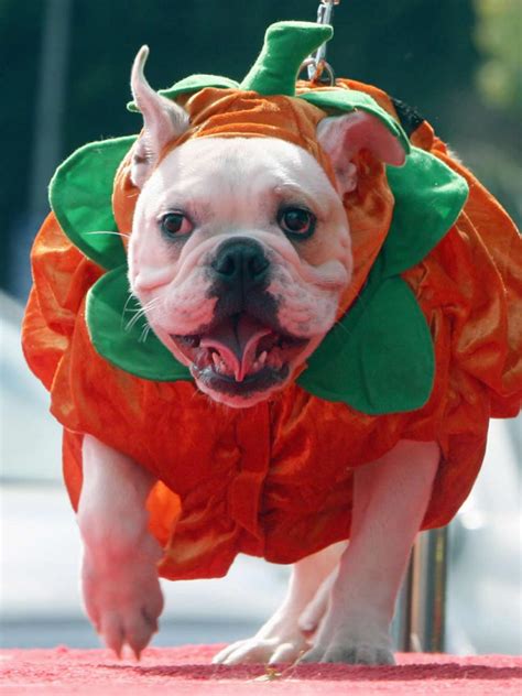 10 Effortless Halloween Costumes for Dogs • Picky Stitch