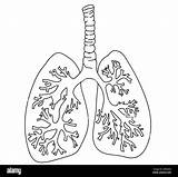 Human Lungs Coloring Page sketch template