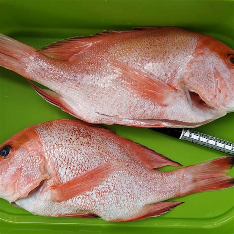 Red Emperor Snapper (Big)