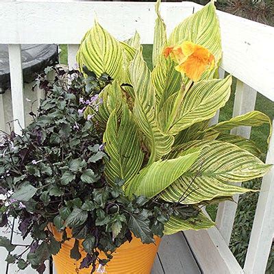 Canna Lily Tropicanna Gold | American Meadows