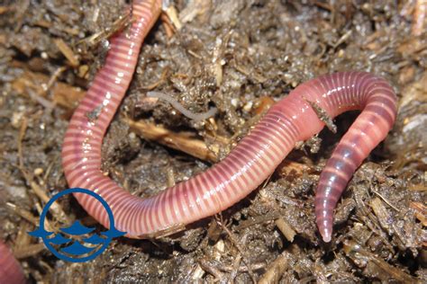 European "Nightcrawler" Worms - Tropaquatics