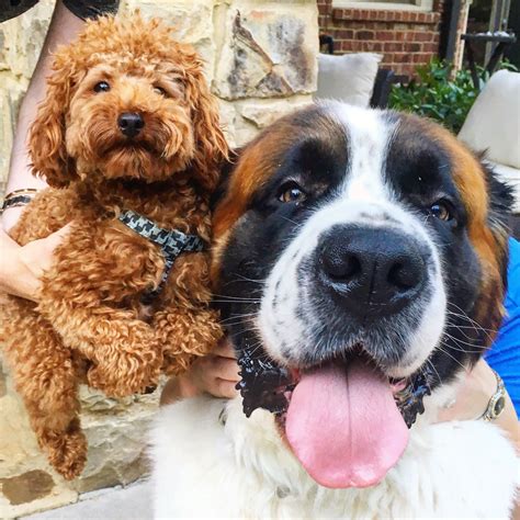 My 4 pound toy poodle visiting his 135 pound cousin | Poodle, Toy poodle, Cute animals