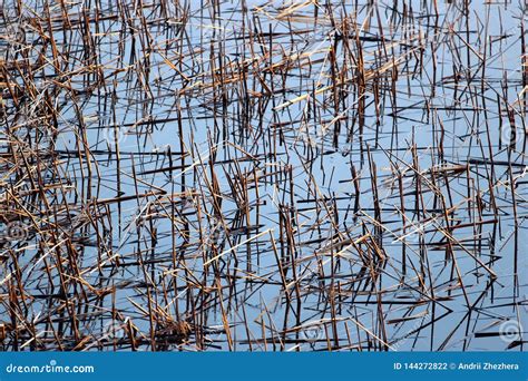 Dry reeds in a pond stock photo. Image of abstract, reeds - 144272822