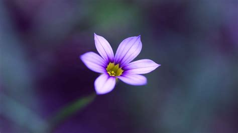 Free photo: Little flower - Beautiful, Beauty, Green - Free Download ...