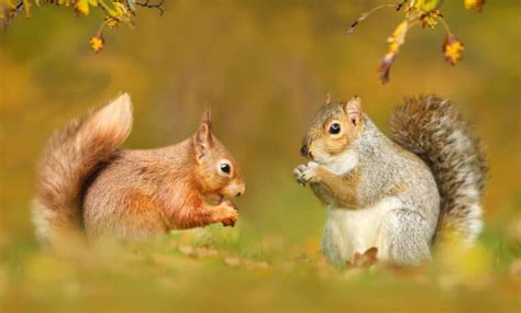 Types of Squirrels: Identification and Interesting Facts in 2022