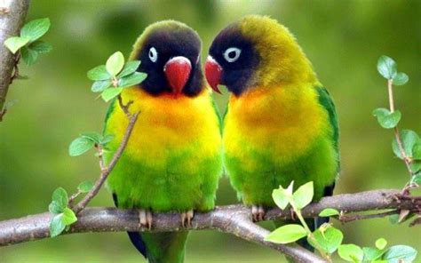 Cute Parrots Wallpapers - Top Free Cute Parrots Backgrounds ...