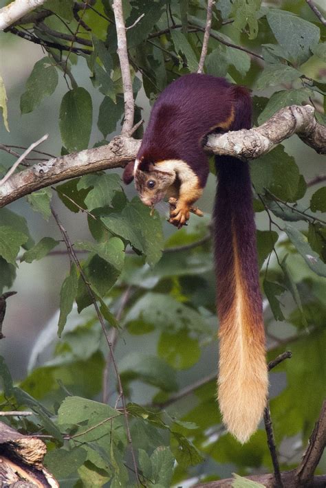 Meet the Malabar giant squirrel, the squirrel so colorful people can’t believe it’s real