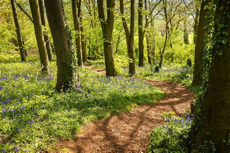 Spring time Woodland [EXPLORE 26-04-15] | Spring time, Woodland, Explore