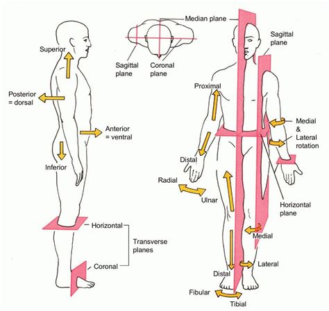 Body Regions & Directional Terms Diagram | Quizlet