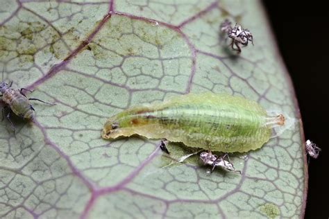 Hoverfly larvae — Digital Grin Photography Forum