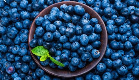 10 Best Fertilizer For Blueberries [Reviewed+Buyer's Guide]