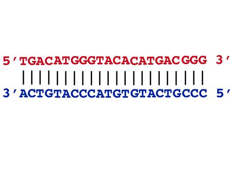 Adding a vertical line between letters on different rows. DNA sequence ...