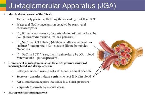 PPT - Urinary System I: Kidneys and Urine Formation PowerPoint ...