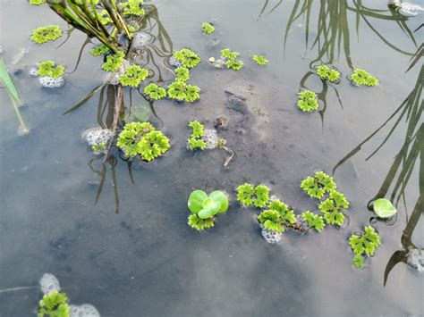 5 Manfaat Tanaman Azolla Untuk Budidaya Tanaman Padi Organik / perkebunan.org