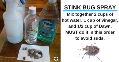 Pin by Brenda Fox on Home Projects | Stink bugs, Stink bug spray, Bug problem