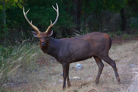 'Sambar' deer in Bandhavgarh Tiger National Park near Jabalpur, India ...