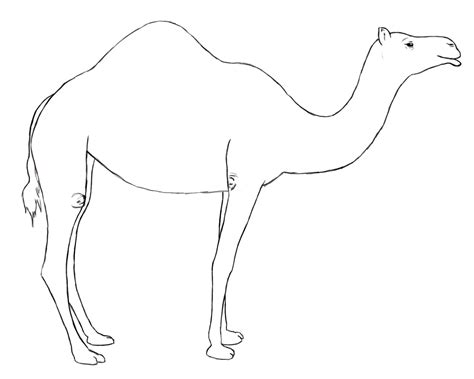 Dromedary #100 (Animals) – Printable coloring pages