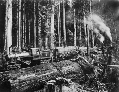 Early logging photos show the taming — and tarnishing — of Washington state’s old-growth forests ...