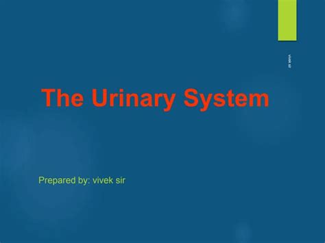 Urinary system anatomy ppt | PPT