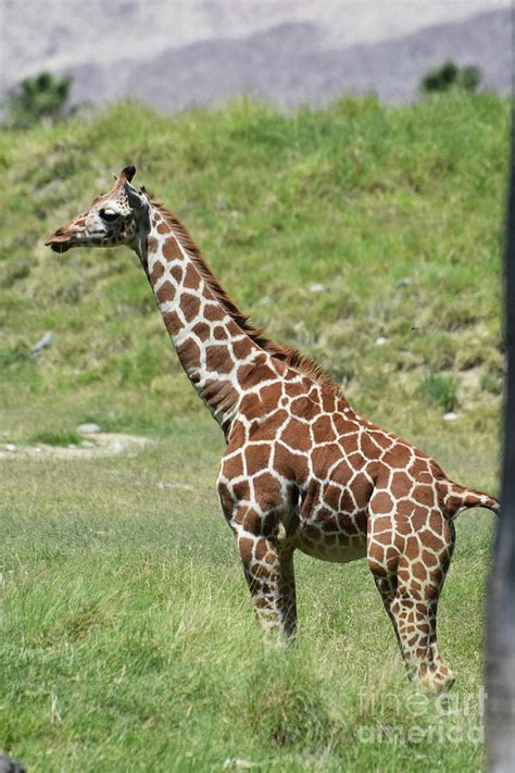 Breathtaking Giraffe in Natural Habitat Photograph by DejaVu Designs - Fine Art America