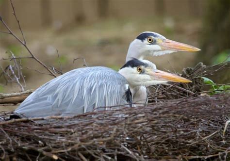 Heron Symbolism: 16 Spiritual Meanings Of Heron