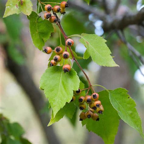 Buy affordable Washington Hawthorn trees at our online nursery - Arbor ...