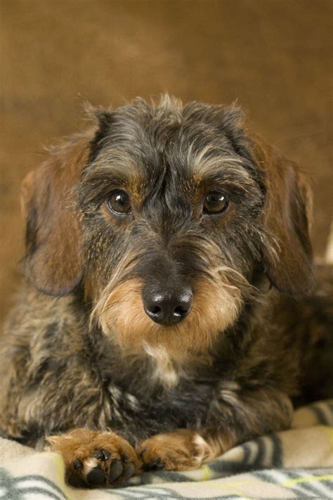 Pin by Lynn Fairchild on Looks like Rex | Wire haired dachshund, Dogs, Dachshund