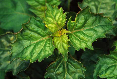 Patchouli Essential Oil Uses and Review – NatureIsAMother.org