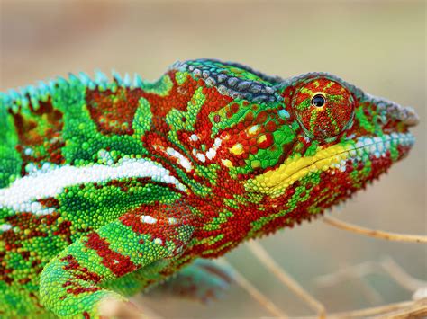 The secret to chameleon color change: Tiny crystals | Science | AAAS