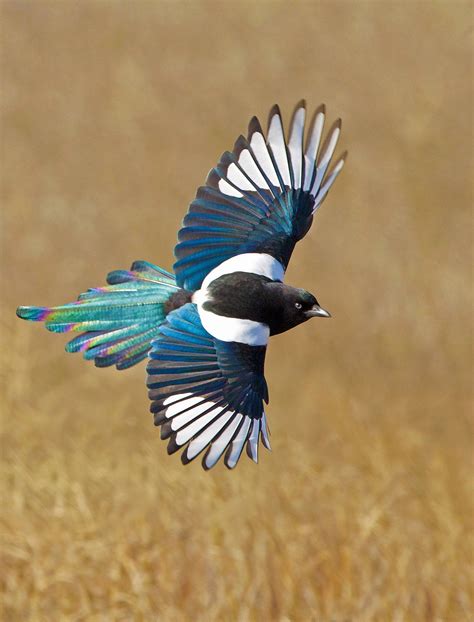 Such a crisp picture of a magpie in flight. Credit: unknown. : r ...