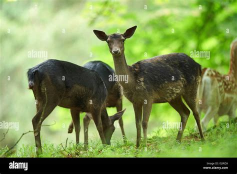 fallow deer (Dama dama, Cervus dama), black fallow deer at a clearing, Germany, Bavaria Stock ...