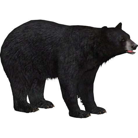 American Black Bear Transparent Images - PNG Play