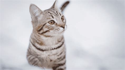 Photographer's 'Snowy Cat Photoshoot' Results in Most Gorgeous Images - PetHelpful News