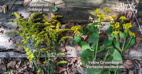 Foraging Goldenrod (Photos, Tips & Lookalikes + Free Printable ...