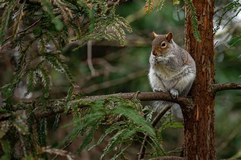 The Secret Lives of Squirrels - Childhood By Nature