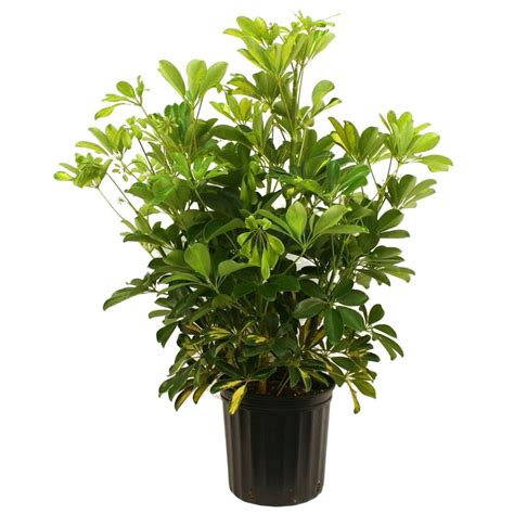 Delray Plants Schefflera Capella Bush in 8-3/4 in. Pot-10CAP - The Home ...