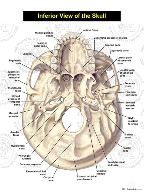 [DIAGRAM] Anatomy Skull Diagram Labeled - MYDIAGRAM.ONLINE