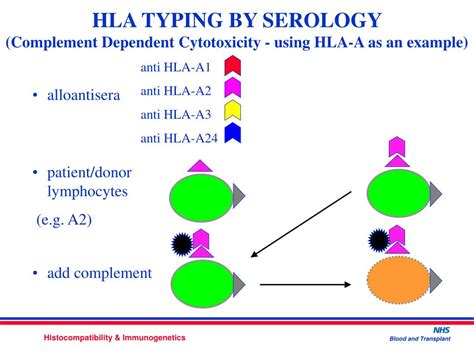 PPT - PRINCIPLES OF HLA TYPING; HLA MATCHING IN HSCT David Smillie H ...