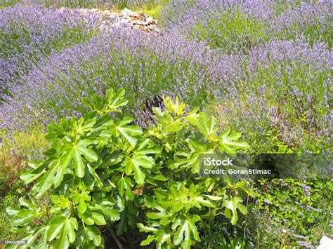 Hvar Island Lavender Fields Stock Photo - Download Image Now ...