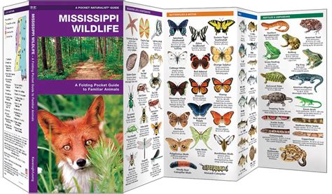 Mississippi Wildlife (Pocket Naturalist® Guide)