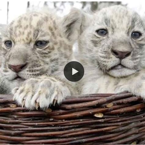 Rare Albino Two Jaguar Cubs Born From Black Mother In Aschersleber Zoo ...