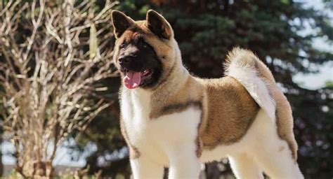 American Akita Dog Breed Temperament and Personality | Foot Good