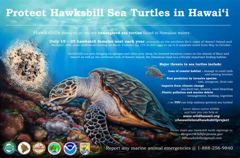 Hawksbill Sea Turtle Recovery Project | Hawai'i Wildlife Fund