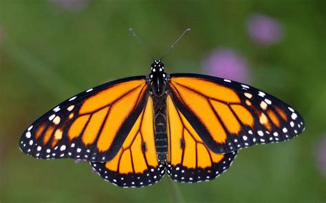 Monarch Butterfly Wallpapers - Animals Town