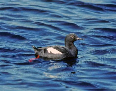 Free picture: pigeon, guillemot, marine, bird, cepphus columba