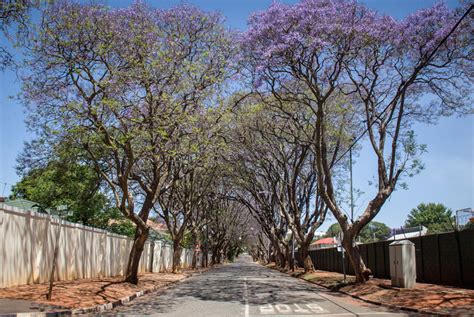 5 Best places to see Jacaranda trees in bloom - Johannesburg